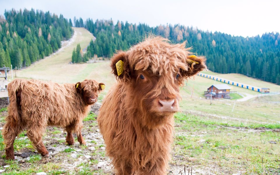 malghe e mucche w
