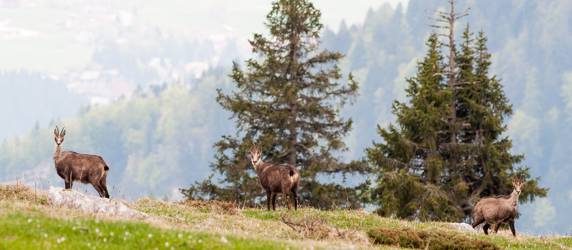 Monte Verena